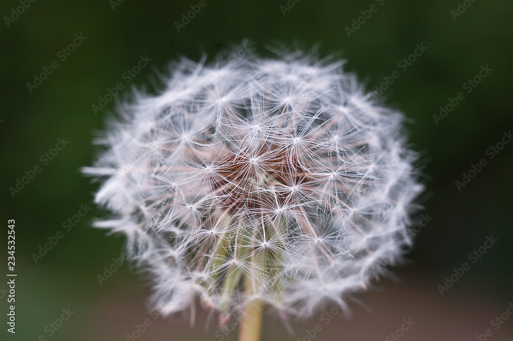 Fototapeta premium Dandelion