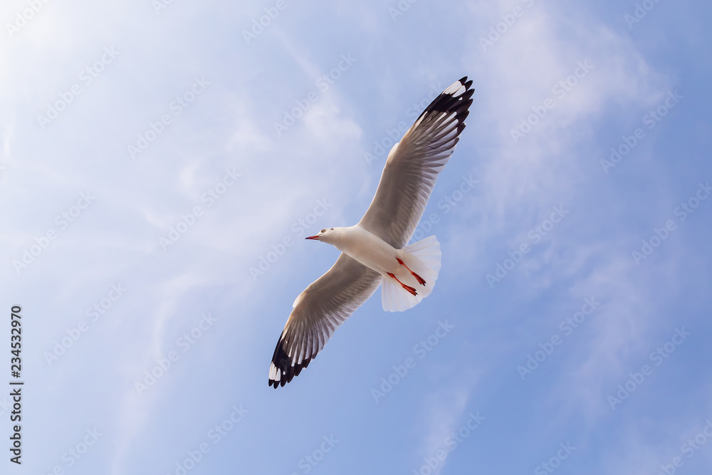 Fototapeta premium The herd of gulls is flying in the blue sky. Seagull migrated to the Gulf of Thailand during the winter at Bangpoo municipality, Samut Prakan province , Thailand. 