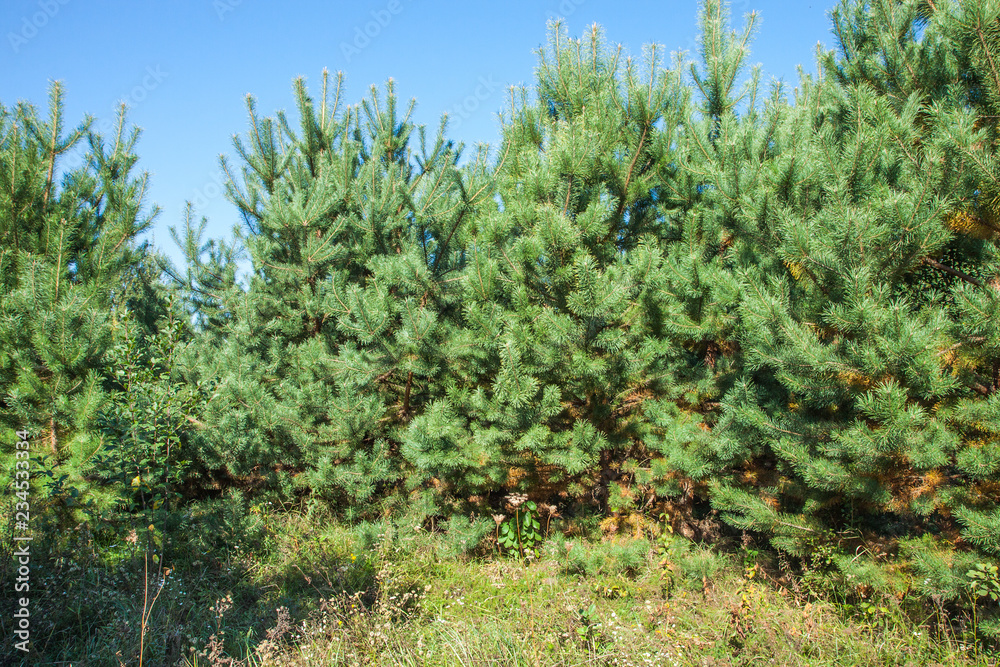 Thickets of young pine trees in the forest. Sunny glade on a summer day. Thickets of young pine trees in the forest. Sunny glade on a summer day.