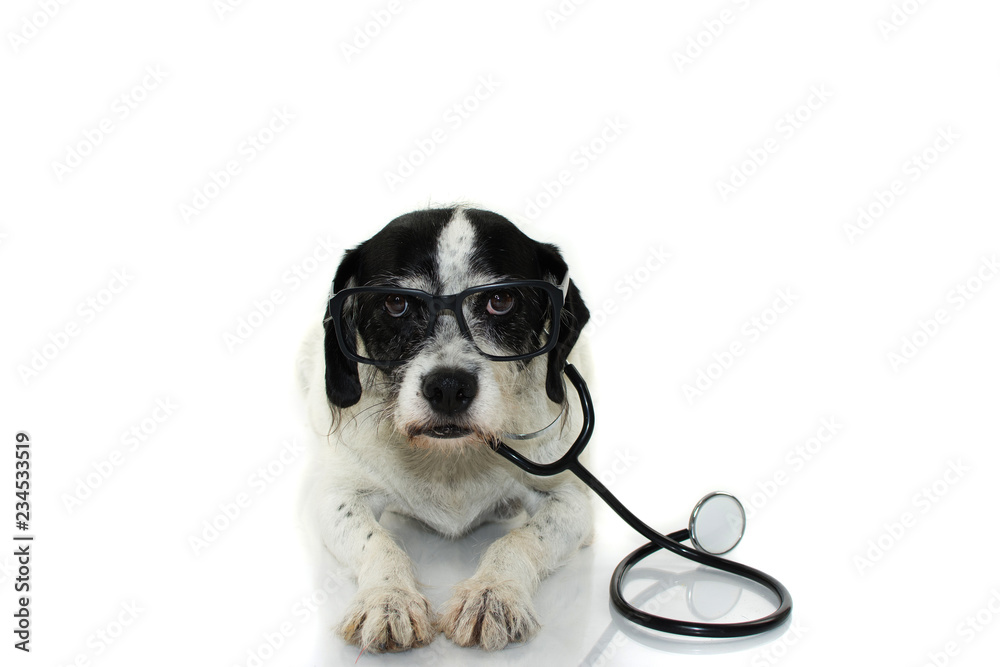 FUNNY AND SERIOUS DOG WITH STETHOSCOPE AND EYE GLASSES LYING DOWN AGAINST  WHITE BACKGROUND. ISOLATED SHOT STUDIO. Stock Photo | Adobe Stock