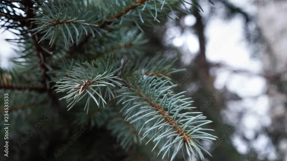 Christmas tree branches, close up. fir branches, close up. Christmas tree branches, close up. fir branches, close up.