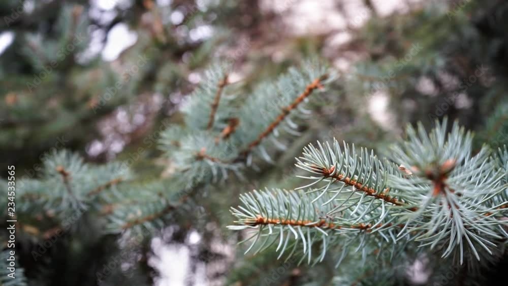 Christmas tree branches, close up. fir branches, close up. Christmas tree branches, close up. fir branches, close up.