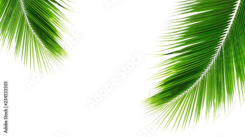 twins palms leaf on white background