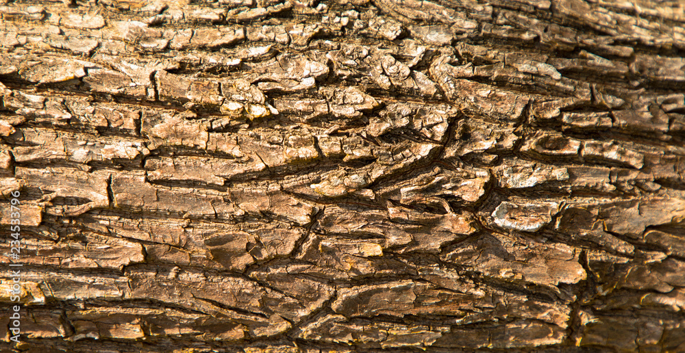 Hintergrund: Baumrinde Hintergrund: Baumrinde