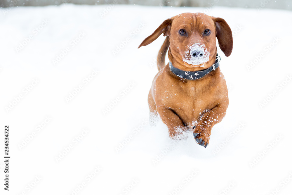 Red dog breed Dachshund runs through the snow, with a snowy nose