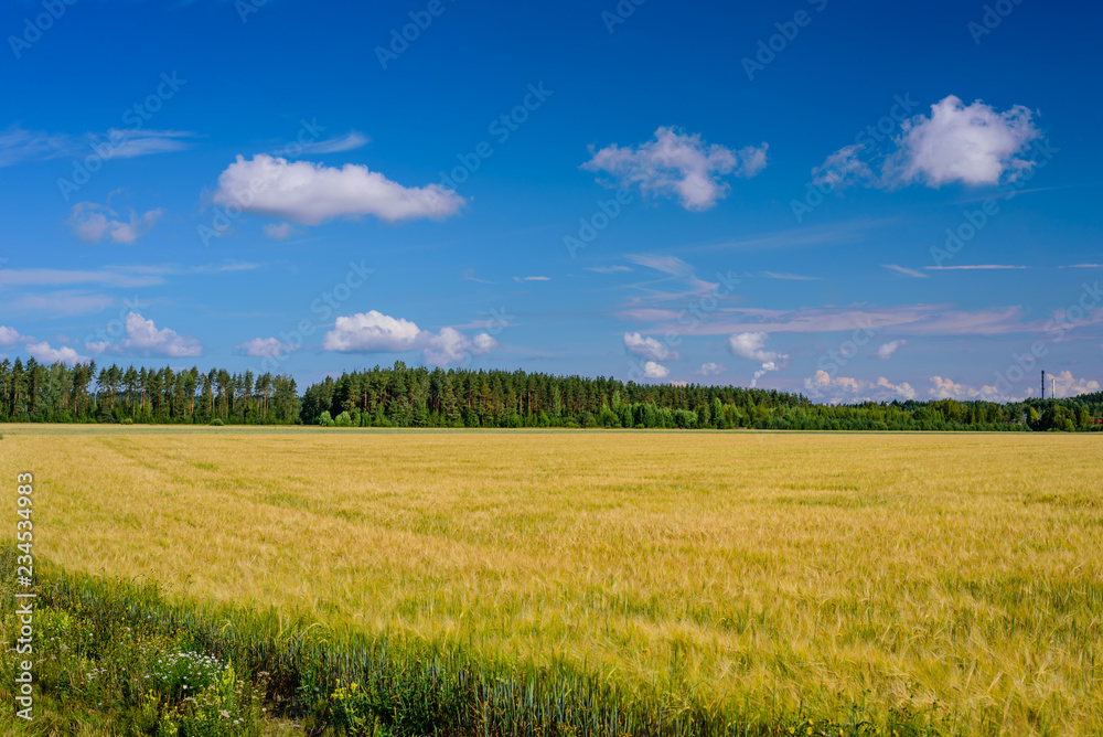 Beautiful meadow on blue sky background with clouds. Typical summer landscape near town of Kouvola, Finland
