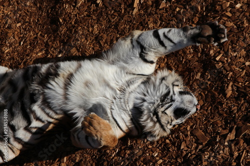 sleeping tiger photo