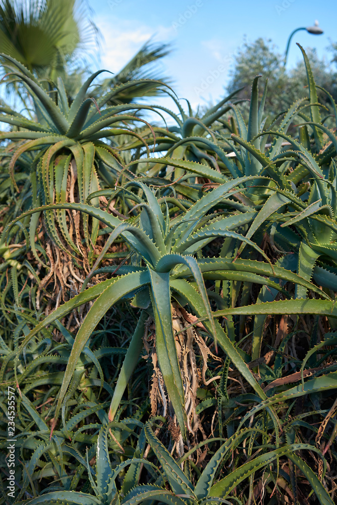 Obraz premium Aloe arborescens