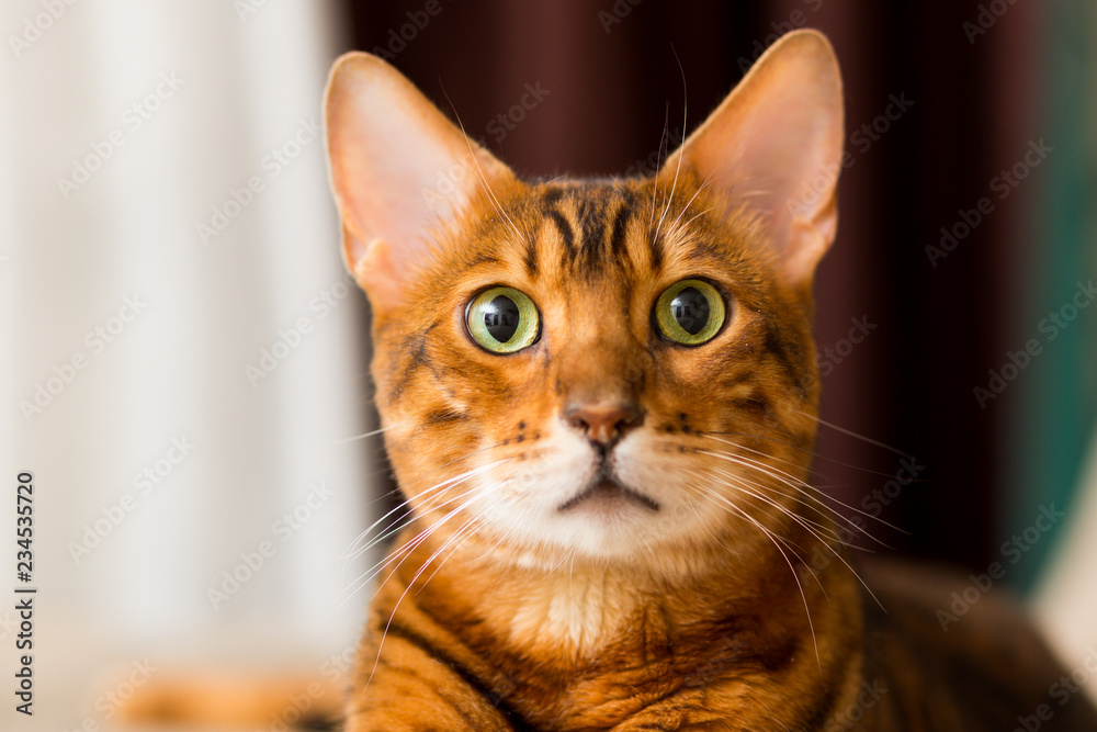 Adult Bengali cat portrait close-up Adult Bengali cat portrait close-up