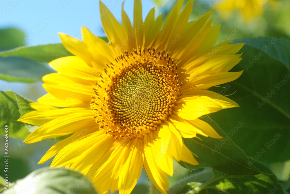 sunflower on the field in summer 