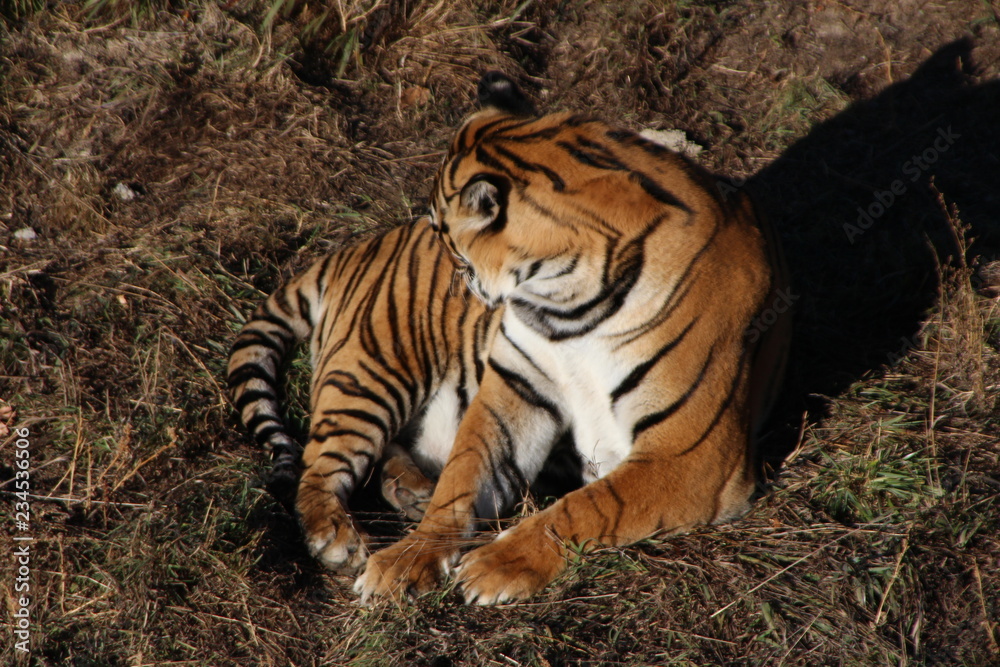 tiger tiger