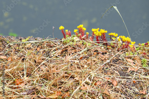 nature and straw in Osaka Castle photo