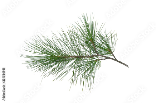 Green pine tree branch isolated on white background.