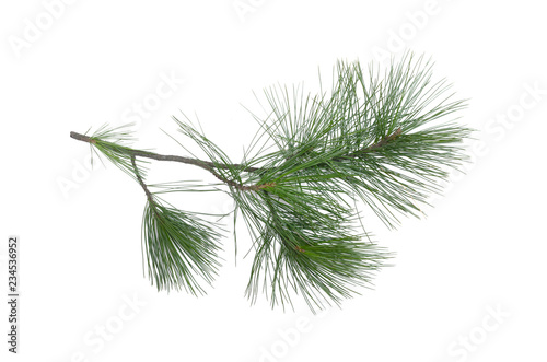 Green pine tree branch isolated on white background. photo