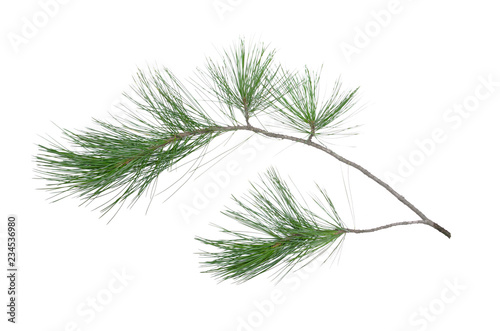 Green pine tree branch isolated on white background.
