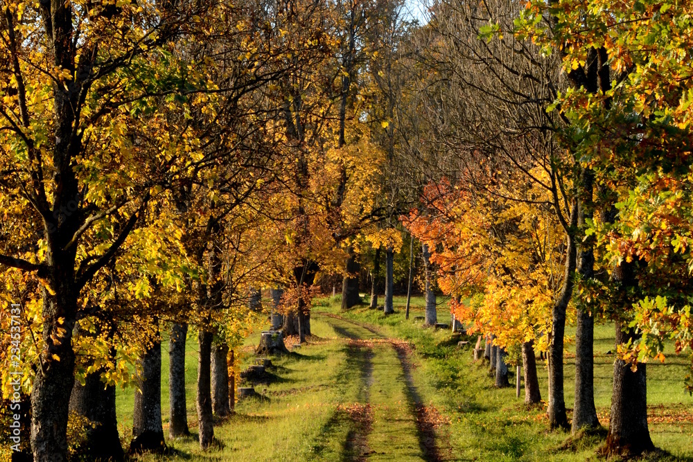 Naklejka premium Avenue of trees in Aigen Schlaegl, Austria