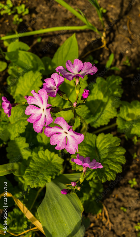 Pink flowers Primroses (Primula Vulgaris) in early spring in the garden Pink flowers Primroses (Primula Vulgaris) in early spring in the garden