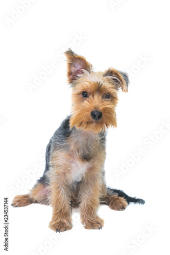 Adorable Yorkshire Terrier Puppy on a white background.