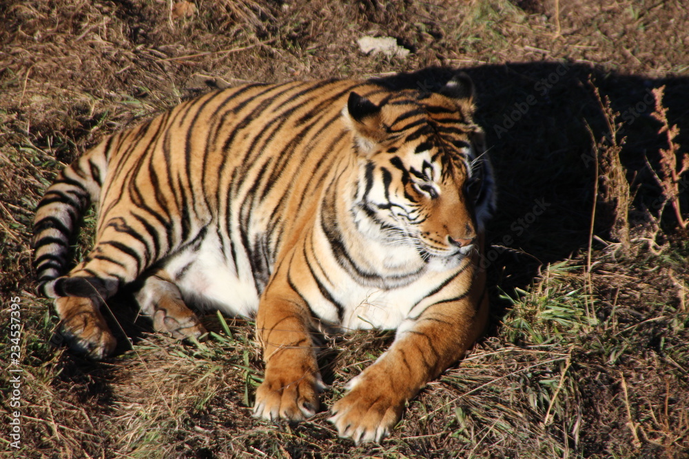Obraz premium tiger in zoo