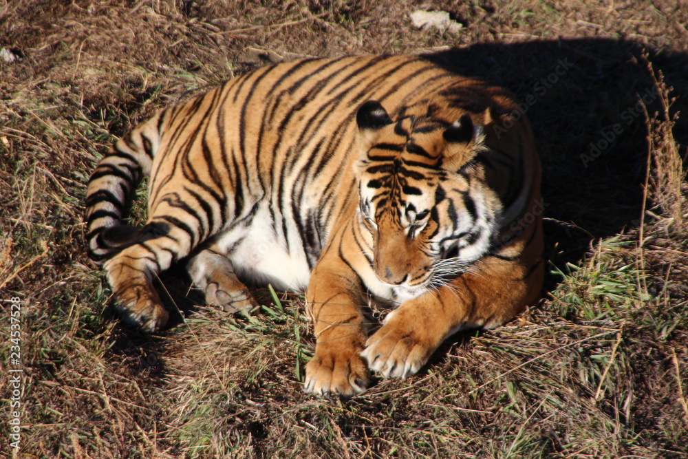 Obraz premium tiger