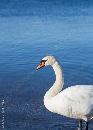 Bird on the shore of Lake Bracciano