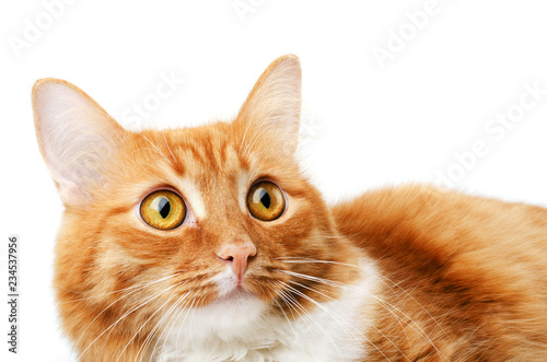 Ginger tabby lying surprised cat