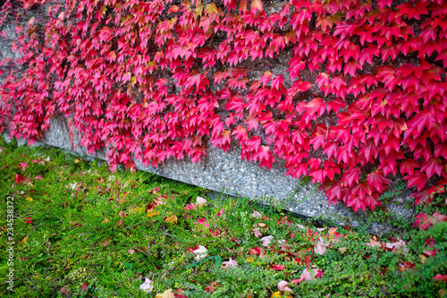 red leaf in autumn on the wall