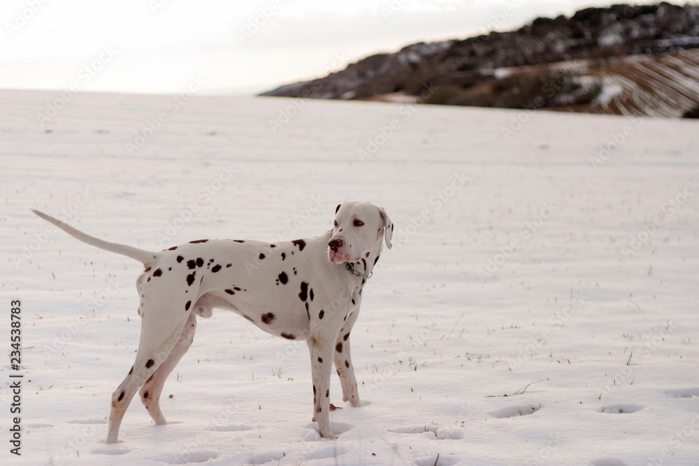 Dog of the Dalmatian race, still in a totally snowy field. Dog of the Dalmatian race, still in a totally snowy field.