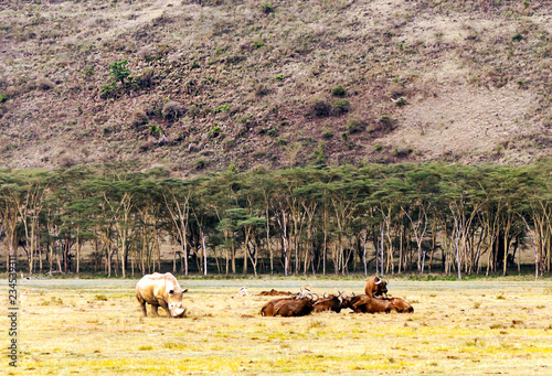 Rhinoceroses in the jungle of Kenya under a cloudy sky photo