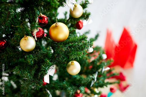 Decorative red and golden balls hanging on green branches of coniferous tree prepared for Christmas