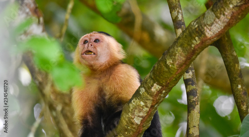 White-headed capuchin (Cebus capucinus). Medium sized monkey of the family Cebidae subfamily Cebinae, in his native home in a jungle along the Panama Canal.