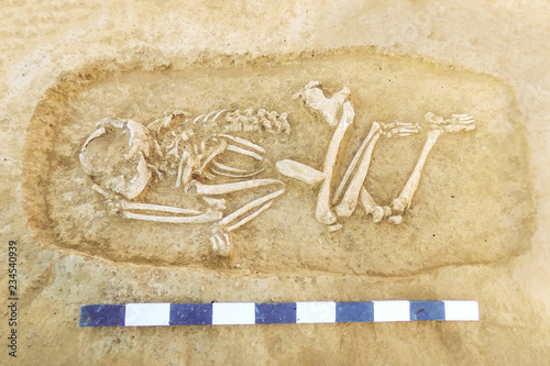 Fotografie Archaeological excavations man and finds (bones of a skeleton in a human burial),  working tool, ruler, a detail of ancient research, prehistory