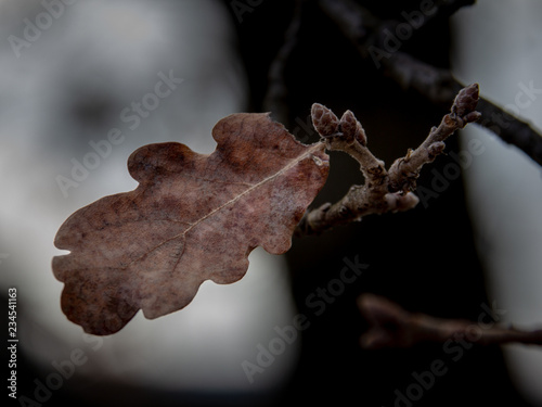 Dead oak leaf isolated against the background