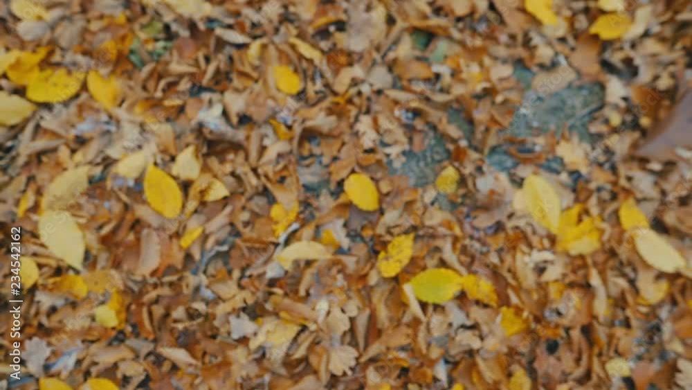 Beautiful leaves fall to the ground autumn in forest tree season yellow nature foliage landscape fall orange day park red beauty outdoor woods close up environment slow motion Beautiful leaves fall to the ground autumn in forest tree season yellow nature foliage landscape fall orange day park red beauty outdoor woods close up environment slow motion
