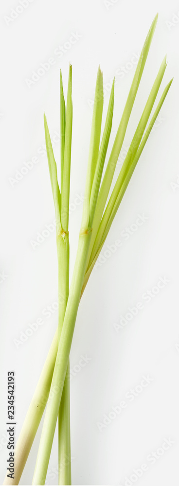 Fototapeta premium LEMON GRASS CUT OUT
