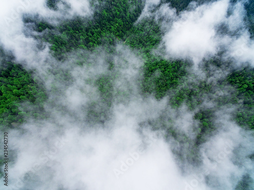 Forest with fog from above,drone shot © Novak
