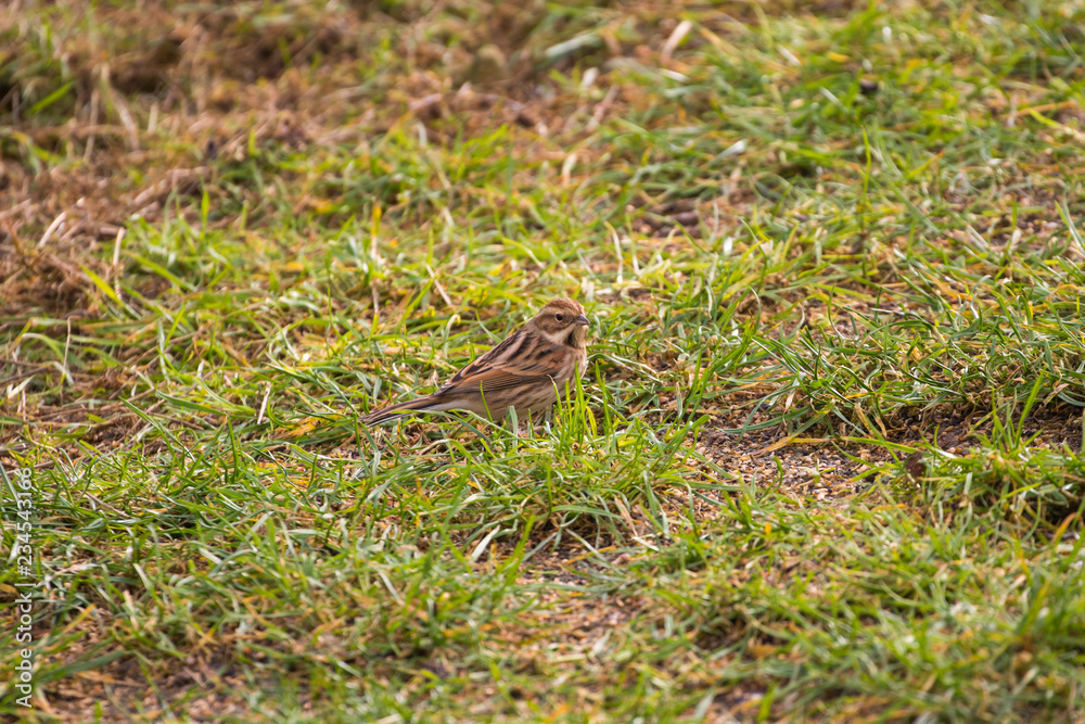 Reed Bunting on the ground Reed Bunting on the ground