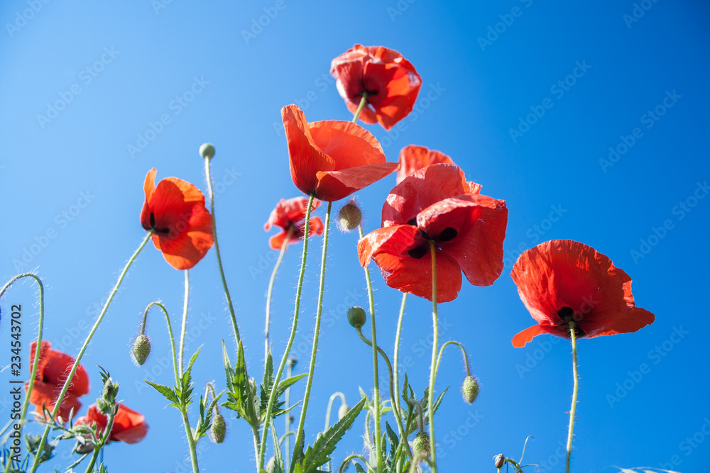 Fototapeta premium wild red poppies flowers against blue sky