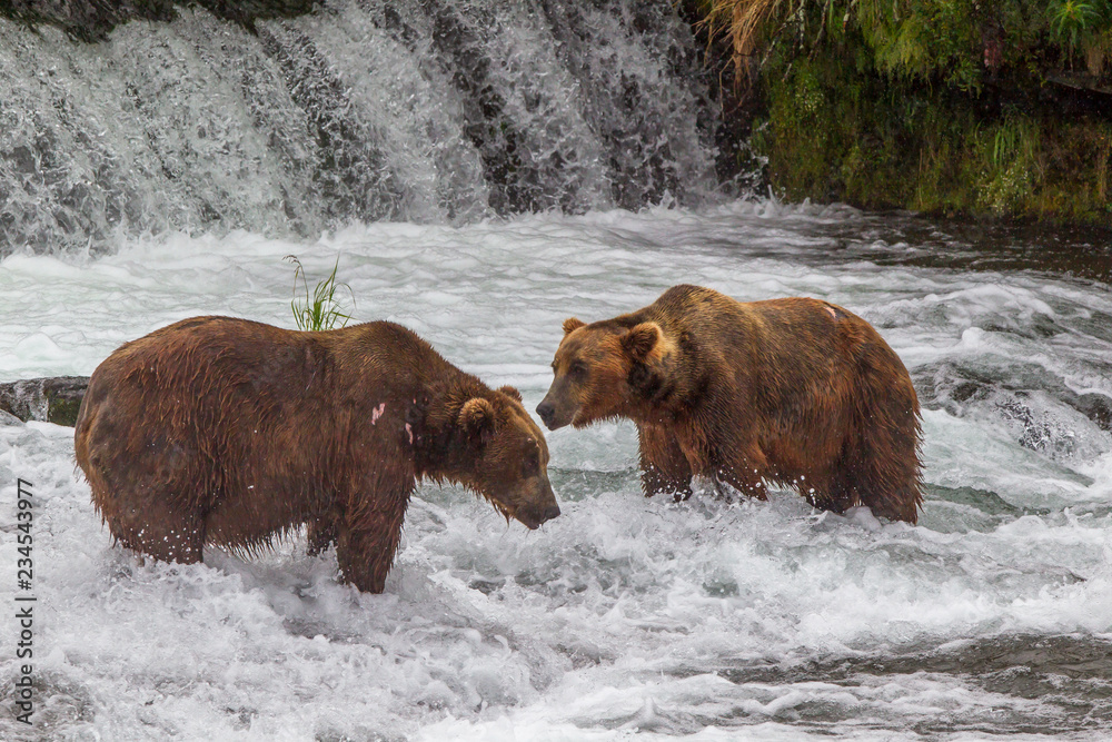 Grizzly bear in Alaska Katmai National Park hunts salmons (Ursus arctos horribilis) Grizzly bear in Alaska Katmai National Park hunts salmons (Ursus arctos horribilis)