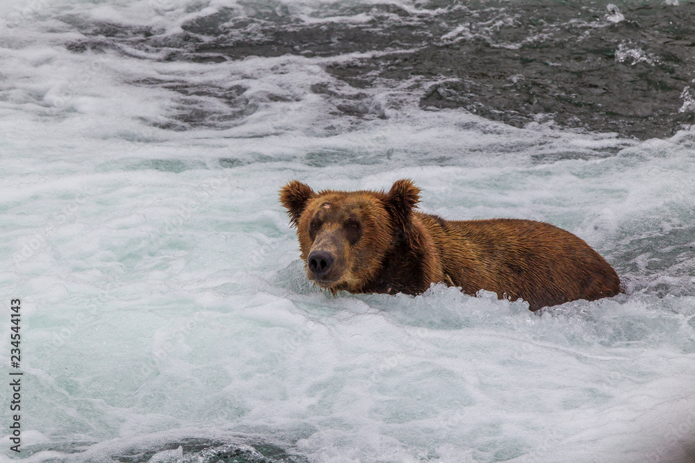 Grizzly bear in Alaska Katmai National Park hunts salmons (Ursus arctos horribilis) Grizzly bear in Alaska Katmai National Park hunts salmons (Ursus arctos horribilis)