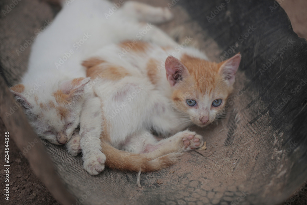 red kittens on and old broken tire in Africa