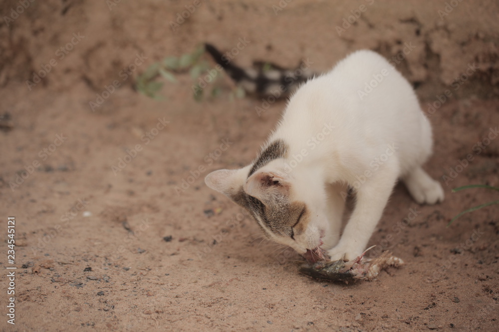 Fototapeta premium small adorable white and grey kitten eating fresh fish
