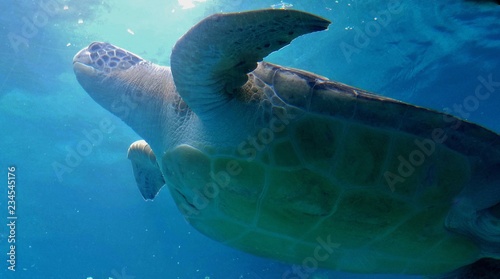 Large Sea Turtle Swimming in the Sea  View is From Underneath its Body Shell