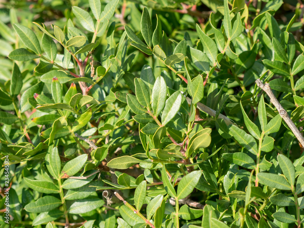 Pistacia lentiscus. Feuillage et folioles du pistachier lentisque. Pistacia lentiscus. Feuillage et folioles du pistachier lentisque.