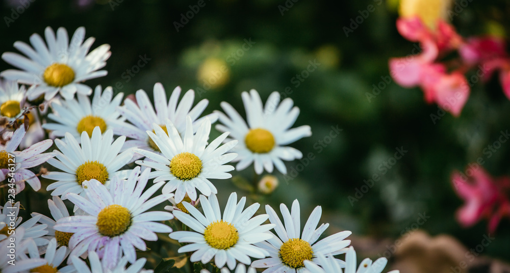 White, innocent daisies / marguerite flowers in spring White, innocent daisies / marguerite flowers in spring