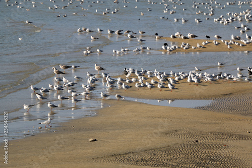 Flock of seagulls on a beach. Selective focus.
