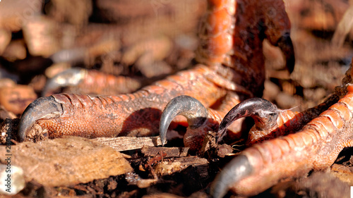 The sharp raptor like sickle claws of a  red-legged seriema or crested cariama  Cariama cristata 