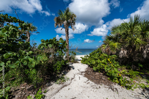 Palm Trees