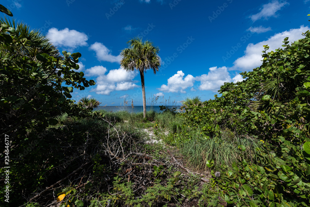 Obraz premium Palm Trees