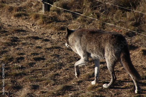 wolf in forest